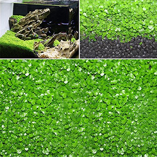Gigicloud Aquarium Plant Seeds, Easy to Grow Aquatic Plant Seeds, Fast Growing Aquarium Carpet Seeds - Creates a Natural Ecosystem for Your Fish Small Eleocharis acicularis - Thumbnail 5