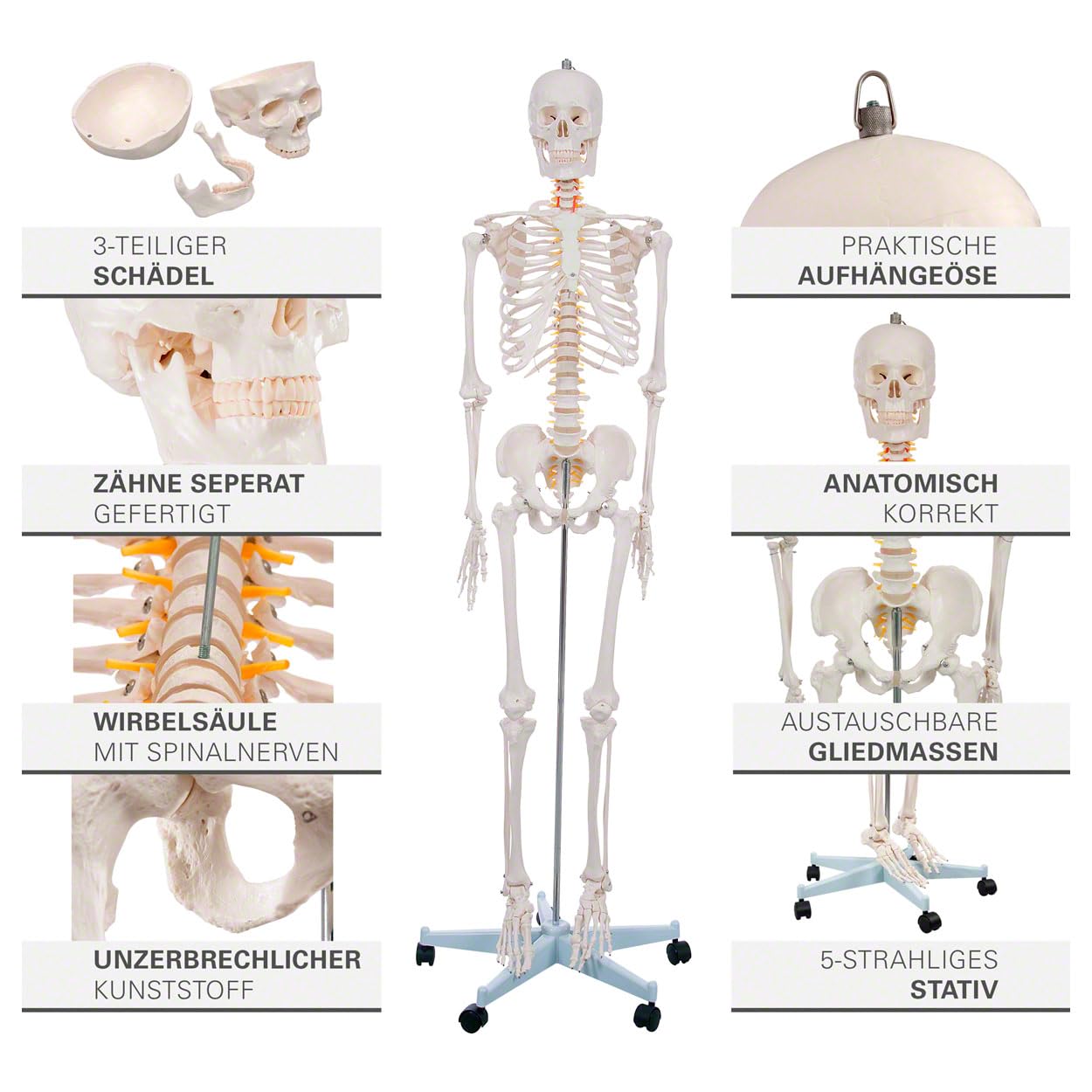 Sport-Tec menschliches Skelett, Skelett lebensgroß, Human Design Anatomie Modell, Skelett Modell der menschliche Körper, medizinische Schulungsmaterialien, Science Kit mit Schädel Modell, Schulskelett