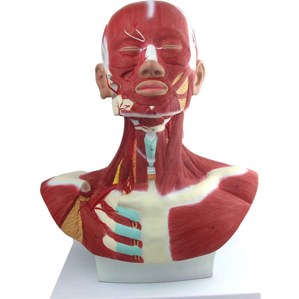 Modelo Anatómico Humano, Modelo De Anatomía Muscular Y Cervical, Identificación Digital, Modelos De Anatomía Humana.