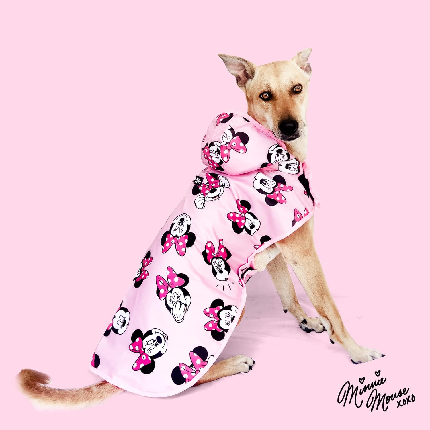 Disney X That Dog In Tuxedo Dog Raincoat -Double Layered/Water Resistant/Easy to wear (Minnie Mouse, 19) (B0BYHYJJ67) Amazon Price History, Amazon Price Tracker