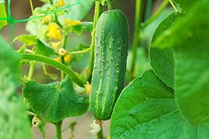 Live Cucumber Plants: Grow Your Own Marketmore 76 Beauties