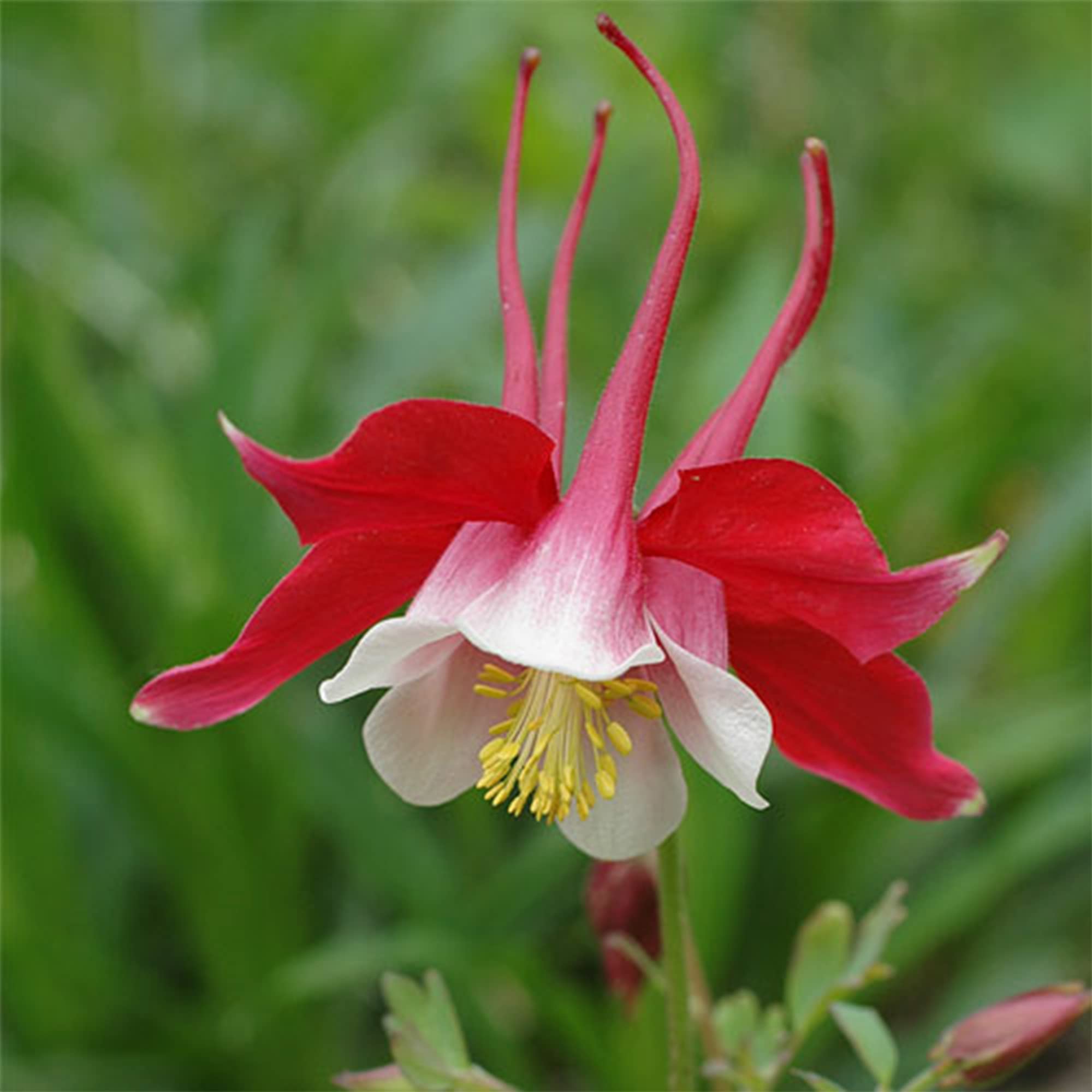 Cómo cultivar y cuidar una Aguileña azul de Colorado 'Crimson Star