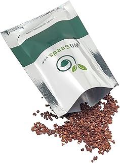 Black Bat Flower Seeds, Black Orchid Seeds, Bat Flower Seeds - 20 Seeds (Tacca chantrieri/Schizocapsa breviscapa) - Pack of 20 Rare and Viable Seeds - QO Seeds