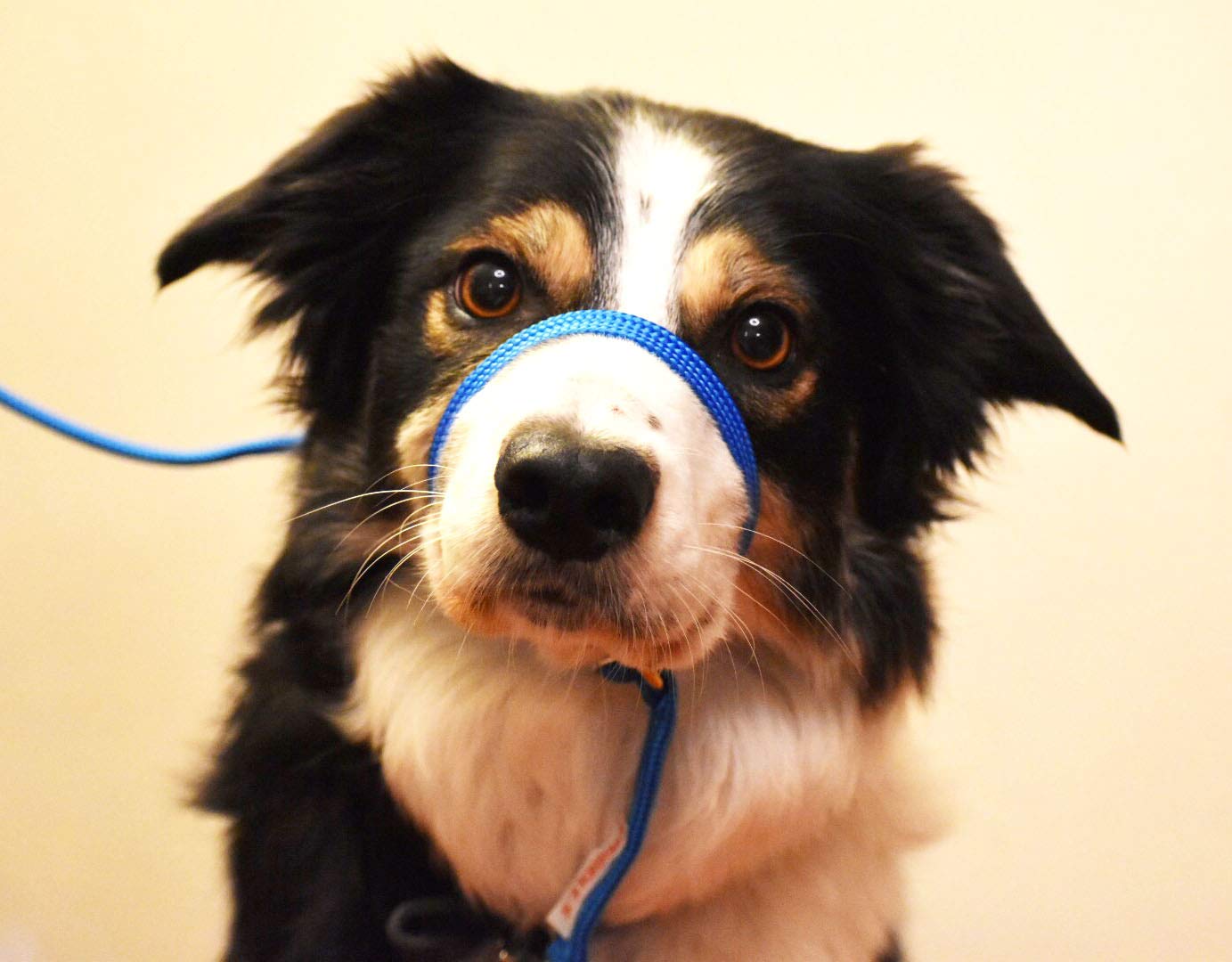K9 Bridle - to stop your dog pulling (Small, Blue)