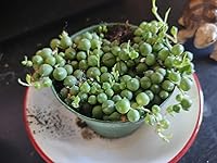 Review Image by Psyche Psyche