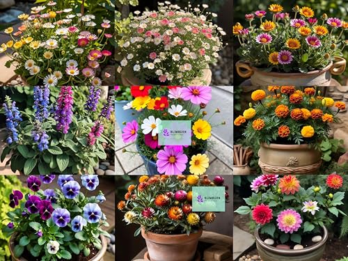 Image of BlimBurn 1100+ Pcs - -July - August Sowing Hybrid Flower Seeds Combo - 20-in-1 Pack for Vibrant Summer Flowers
