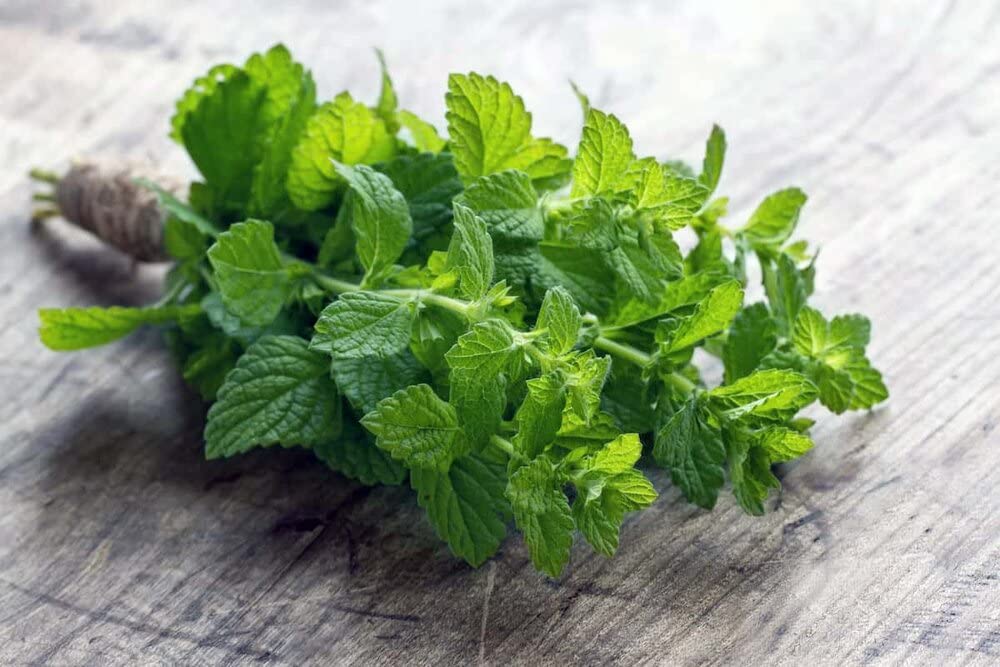 SelfLine | Peppermint Spearmint Hurb Live Natural Plant (B0B6DW5JKC) Amazon Price History, Amazon Price Tracker