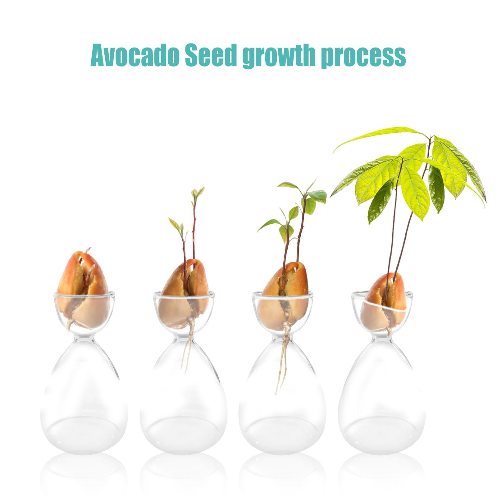 R&R SHOP Avocado Germinator- Vaso Galleggiante per Germinazione Avocado, Kit per la Crescita Seme, Plastica di Mais 100% | Leroy Merlin