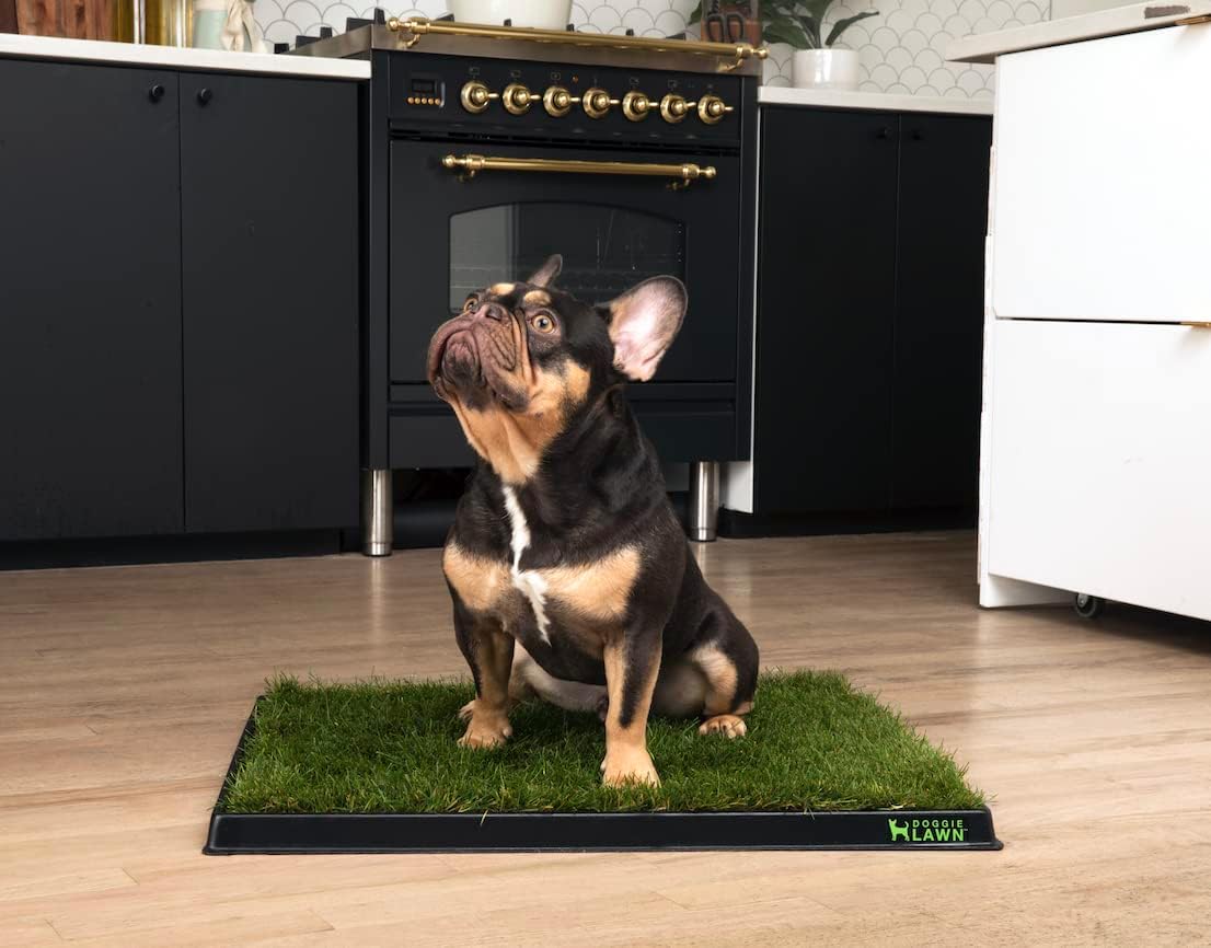 Reusable Dog Grass Pad Tray, Potty Training Grass Pad Tray Holder for Dogs and Puppies, Washable Real Grass Pee Pad Tray for Pets, Non-Spill Puppy Potty Pad Tray – Medium (25 x 20.5 x 1.5 inch)