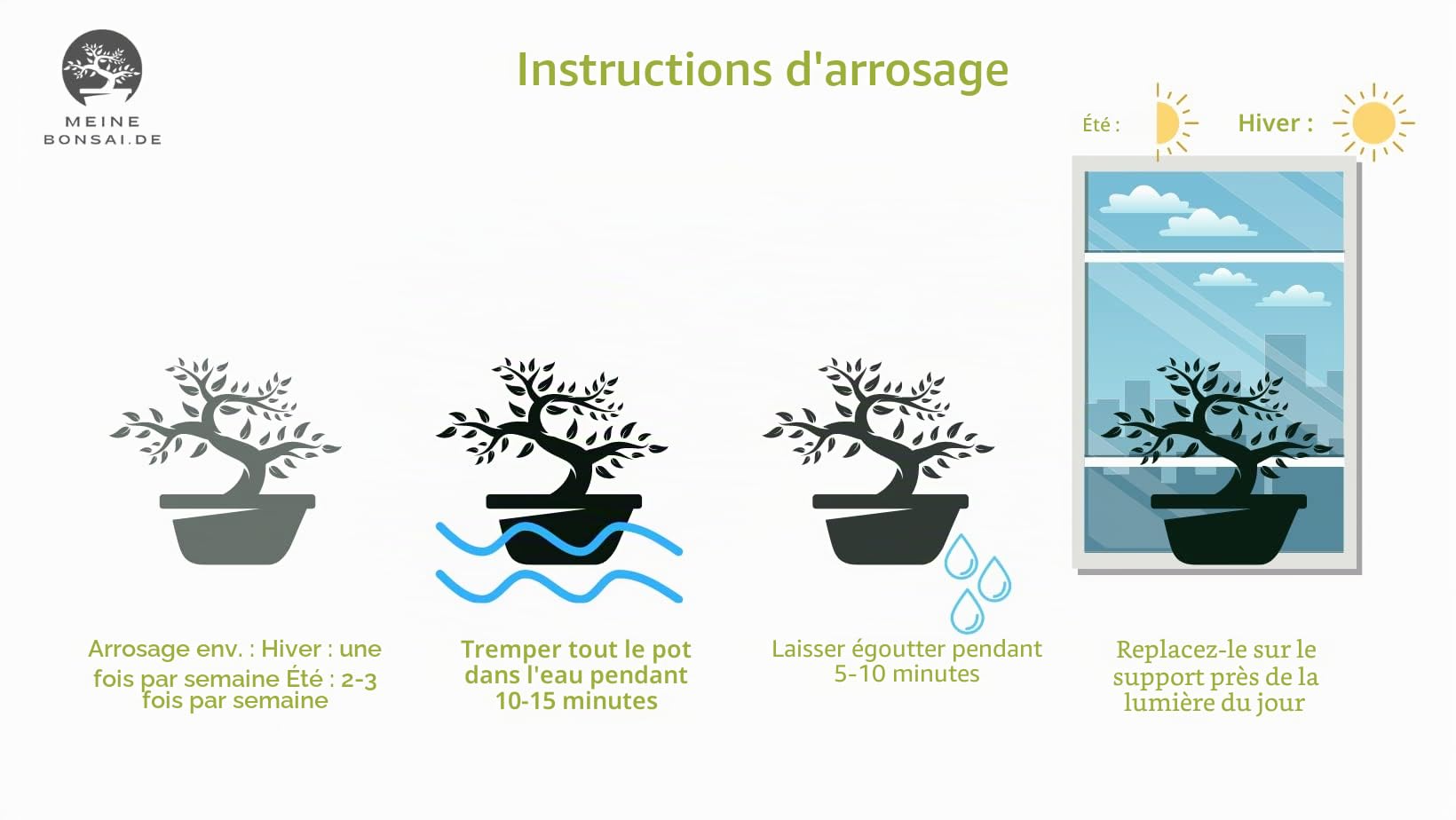 Arbre bonsaï Ficus Microcarpa en pot céramique 15 cm 8-9 ans