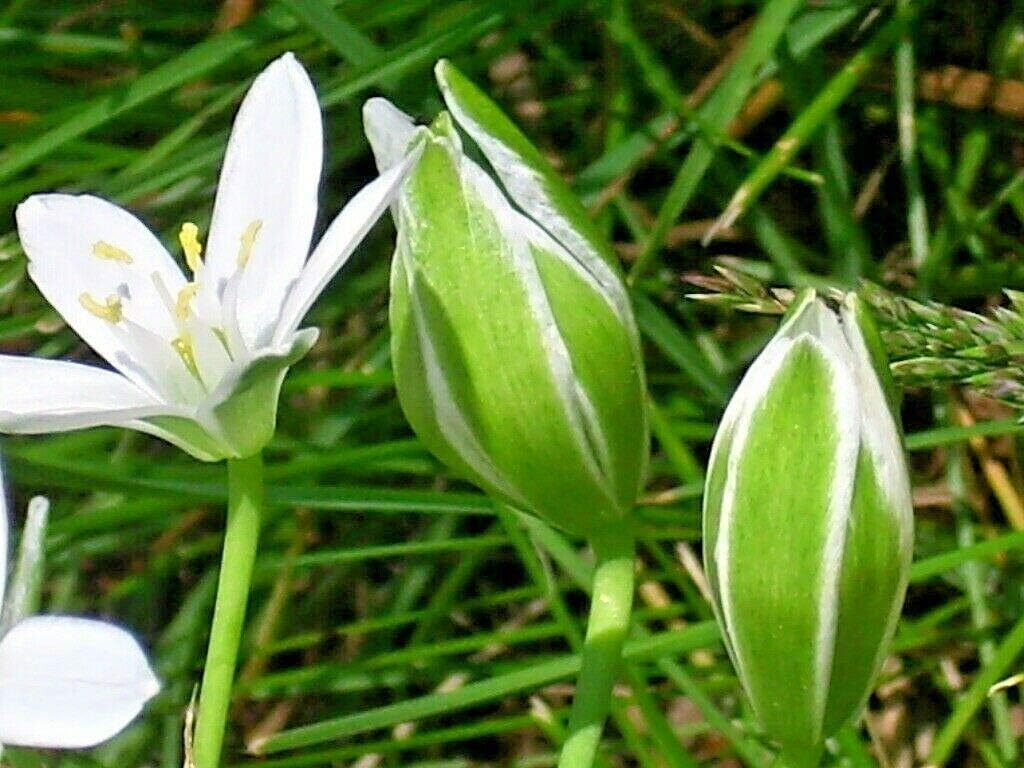 Star of Bethlehem Ornithogalum Umbellatum Snowdrop winter hardy Perennial Bulbs lot of 25 bulbs