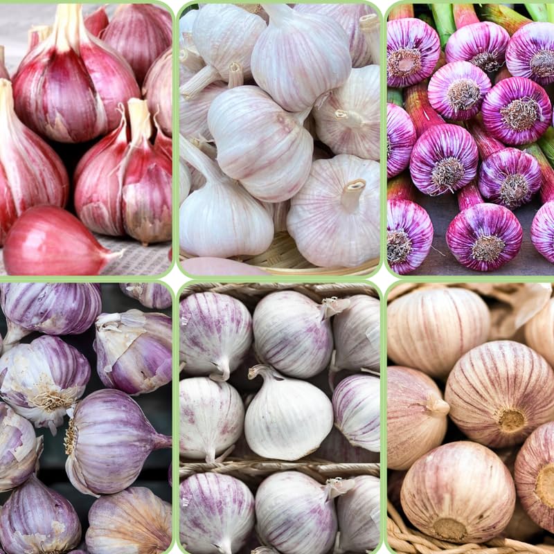 1/2 LB Mixed Garlic Bulbs for Planting in Fall, High Yield Hardneck Garlic Cloves Seeds, Fresh, Cold Hardy and Fast Growing, Various Varieties