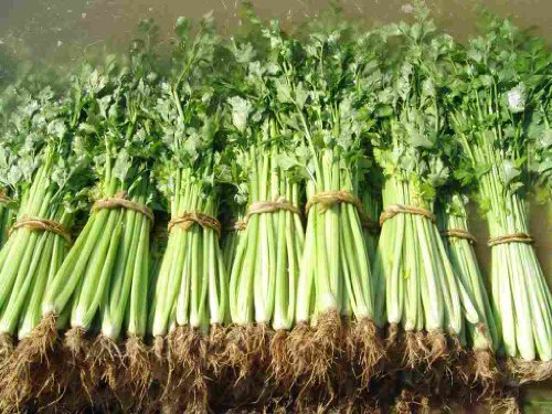 SD0040 High Yielding Celery Vegetable Seeds, Celery Vegetable Seeds, Rare Asian Plant Vegetable Seeds, Live Seeds (50 Seeds)