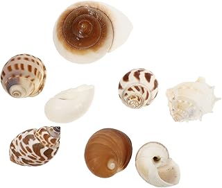 generic Suprimentos 8Pcs Conchas Caracol Artesanato De Jardim Misturado Decorações Costeiras Charme Eremita Miçangas De Paisagismo Vívido Micro Conchas Enchimento Sortido Sinos Decoração