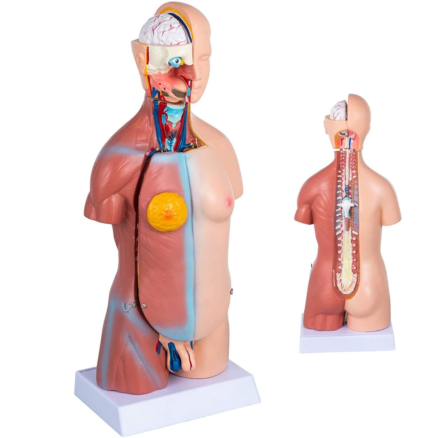 XINGLUOY Human torso teaching tool anatomy model multi-organ unisex body skeleton life-size medical education(45cm)
