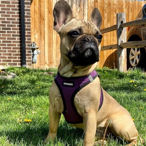 Image of Best Pet Supplies Voyager Step-in Air Harness - All Weather Mesh, Reflective, No Pull Harness for Dogs, Cats - Secure with Hook & Loop Fastener, Buckle, Double D-Rings - Purple /Black Trim, XS