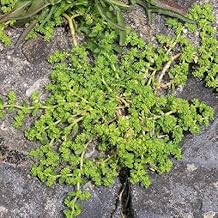 Herniaria glabra/Turquette/2 to 2.9 liter container/Edible perennial