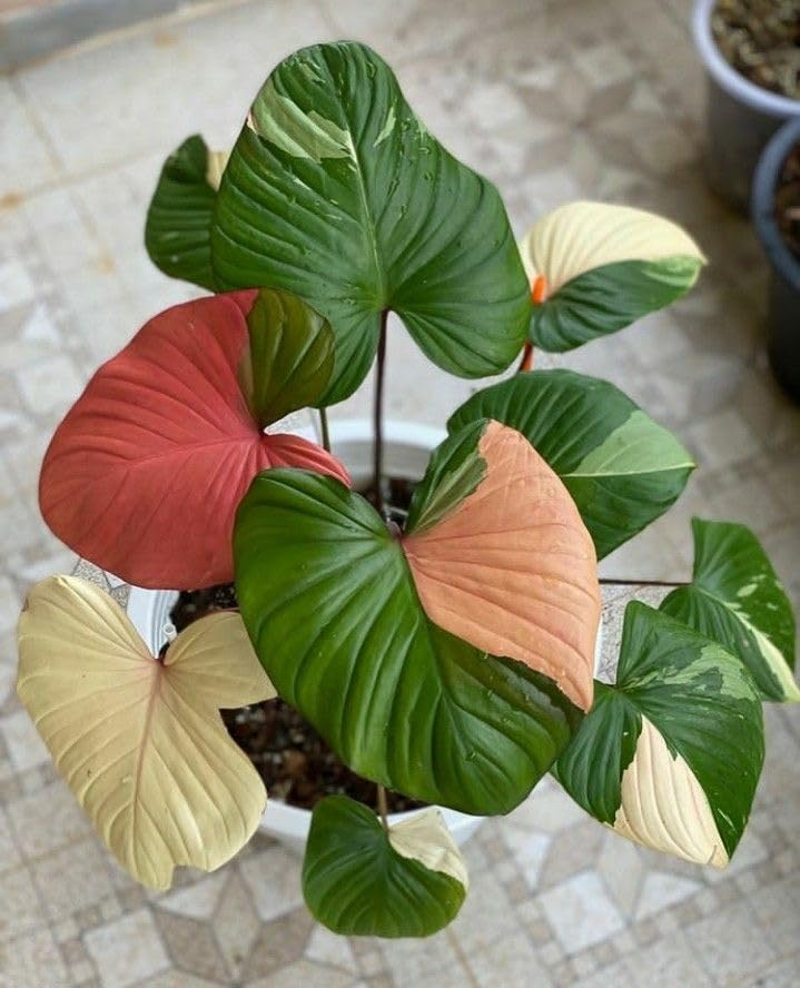 SVG® Imported Philodendron Plants Bulbs for Home and Gardening Pack of 2 Bulbs (MIXED SHADE)