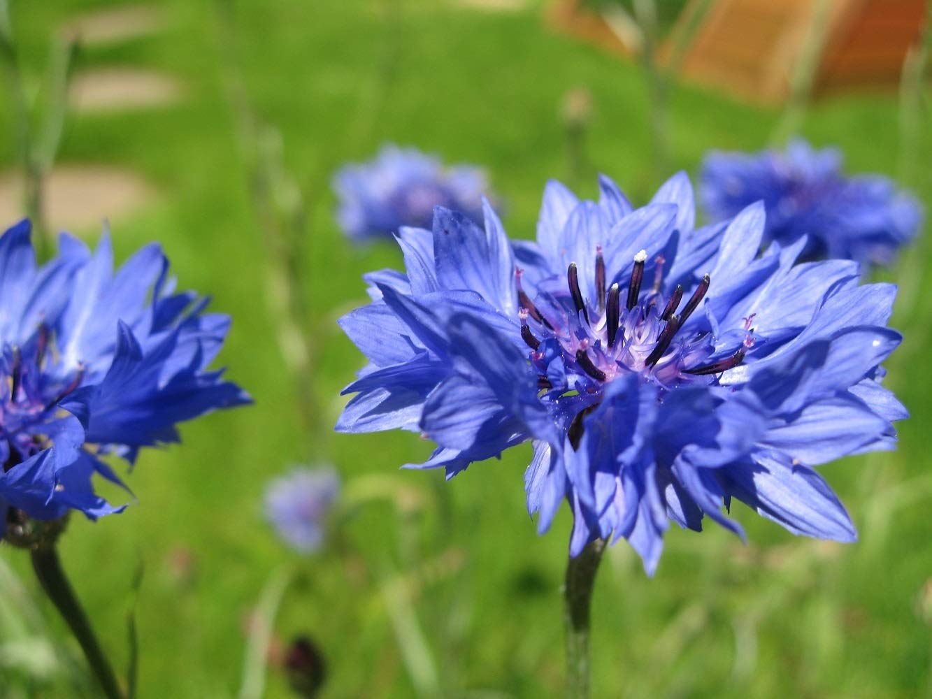 PREMIER SEEDS DIRECT - Cornflower Seeds - Blue BOY (38 Grams)