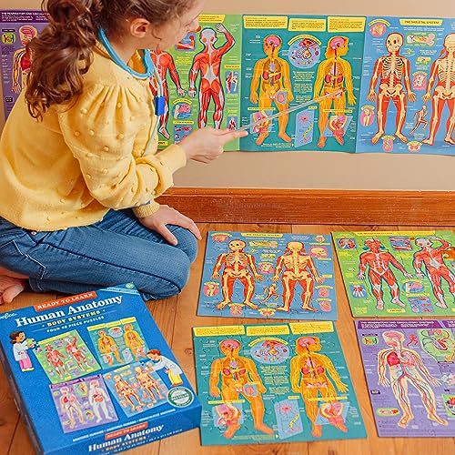 eeBoo: Ready to Learn: Human Anatomy 4-Puzzles - Body Systems Set of 4-48 Piece Jigsaws, Includes Educational Poster, Kids Ages 8+ - Thumbnail 5