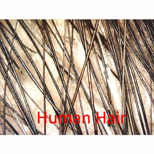 Amscope Ubw500X02Mp Digital 2Mp Usb Microscope With Endoscope Attachment, 5X-500X Magnification, 4X 3D Digital Zoom, Built-In Eight Led Light Source, Table Stand, Includes Software Cd #TOP1