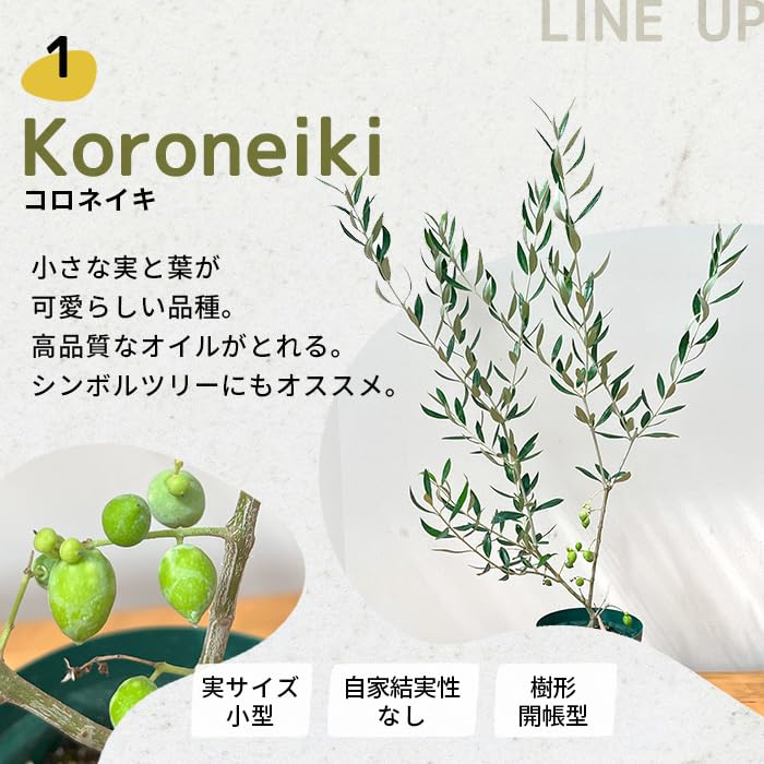 Amazon｜実付きオリーブ コロネイキ 4号鉢 鉢植え 観葉植物 オリーブの
