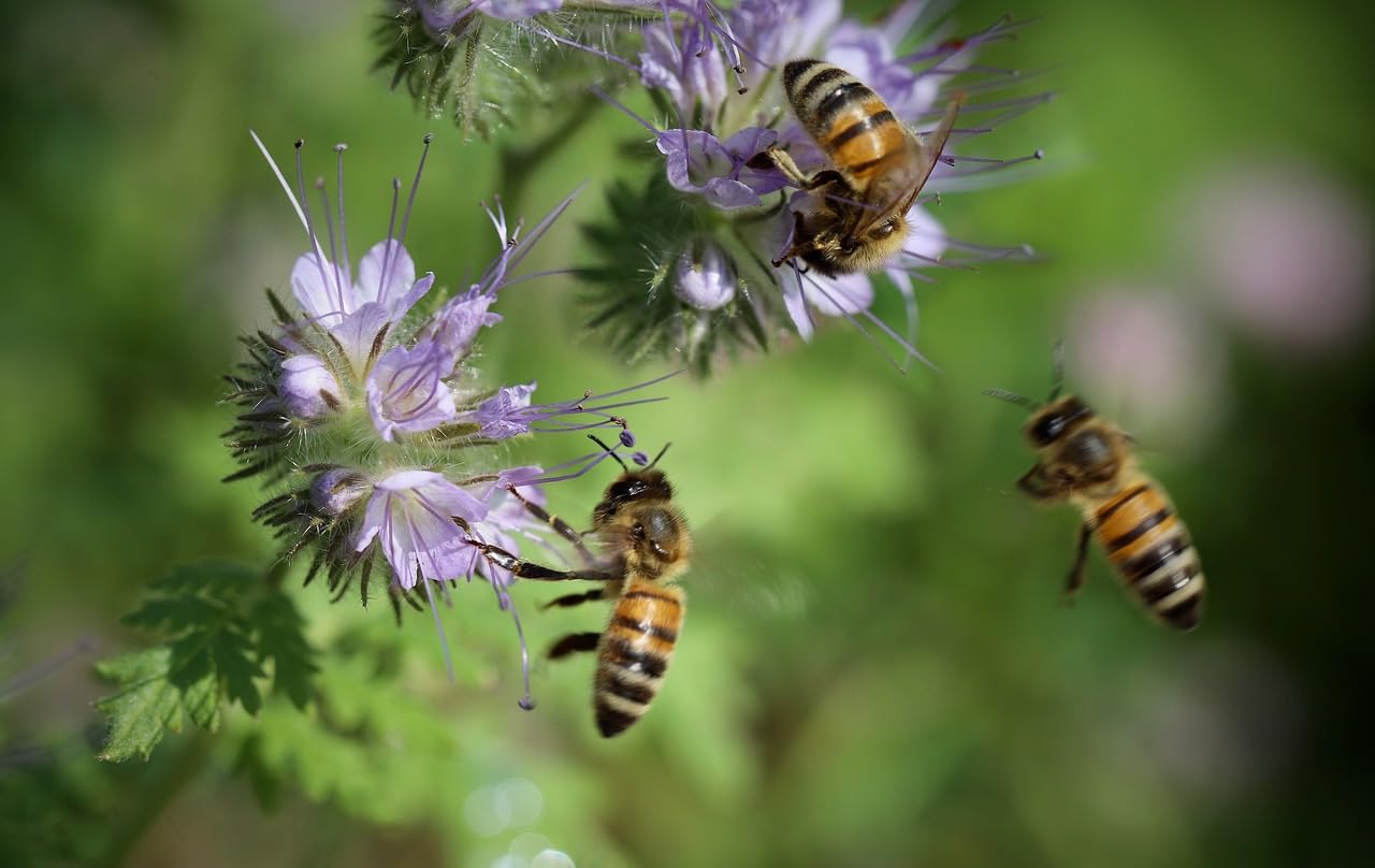 LanDixx Phacelia 10 kg Bienenweide Saatgut Imkerpflanze : Amazon.de: Garten