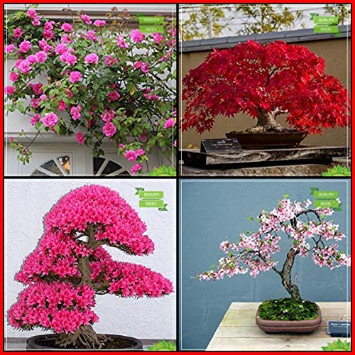 Creative Farmer High Germination Combo Flower Seeds Red Rose