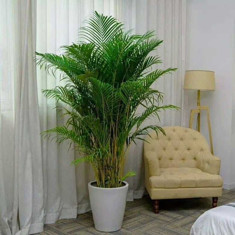 FUN AND GROW SEEDS: Seeds Parlor Palm Chamaedorea Indoor Perennial Tree