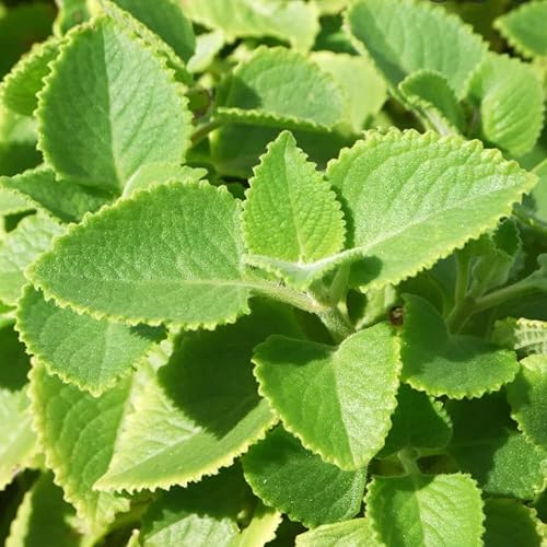 2 plantas vivas de orégano cubano de 5 a 7 pulgadas menta mexicana tomillo español plantación al aire libre jardín cultivo