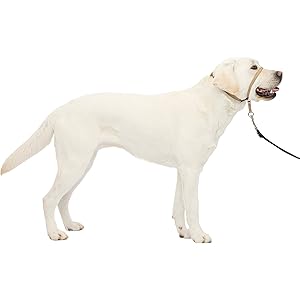 perfect pace halter