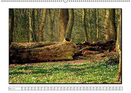 Der Neuenburger Urwald (Wandkalender 2018 DIN A2 quer): Peter Roder mit faszinierenden Bildern aus dem Naturschutzgebiet Neuenburger Urwald im ... ... Natur) [Kalender] [Apr 01, 2017] Roder, Peter