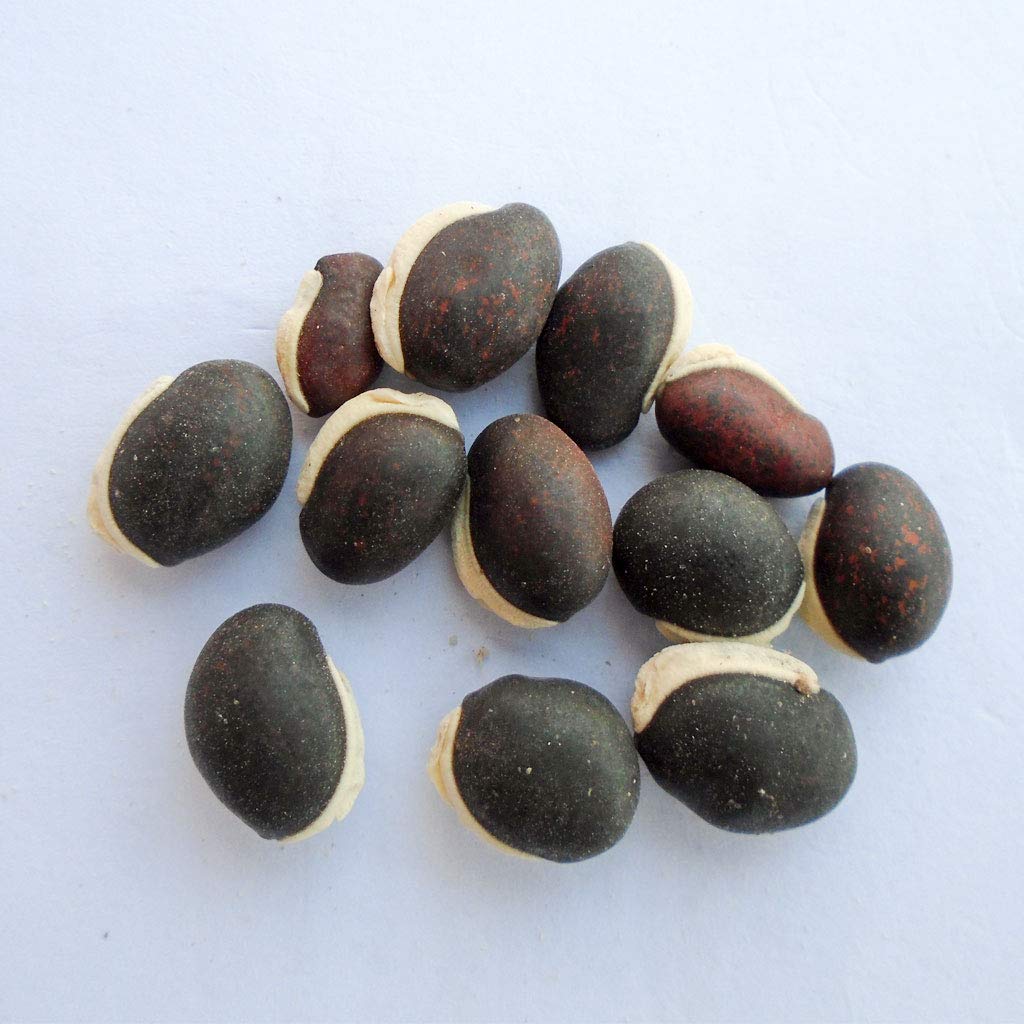 BSD Organics Native Garden Seeds of Indian Broad Beans / Flat beans / Avarakkai - Pack of 10 Seeds (B08R1JJH9H) Amazon Price History, Amazon Price Tracker