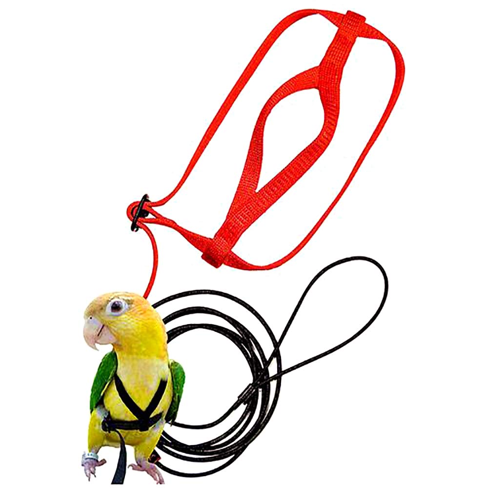 bird leash amazon