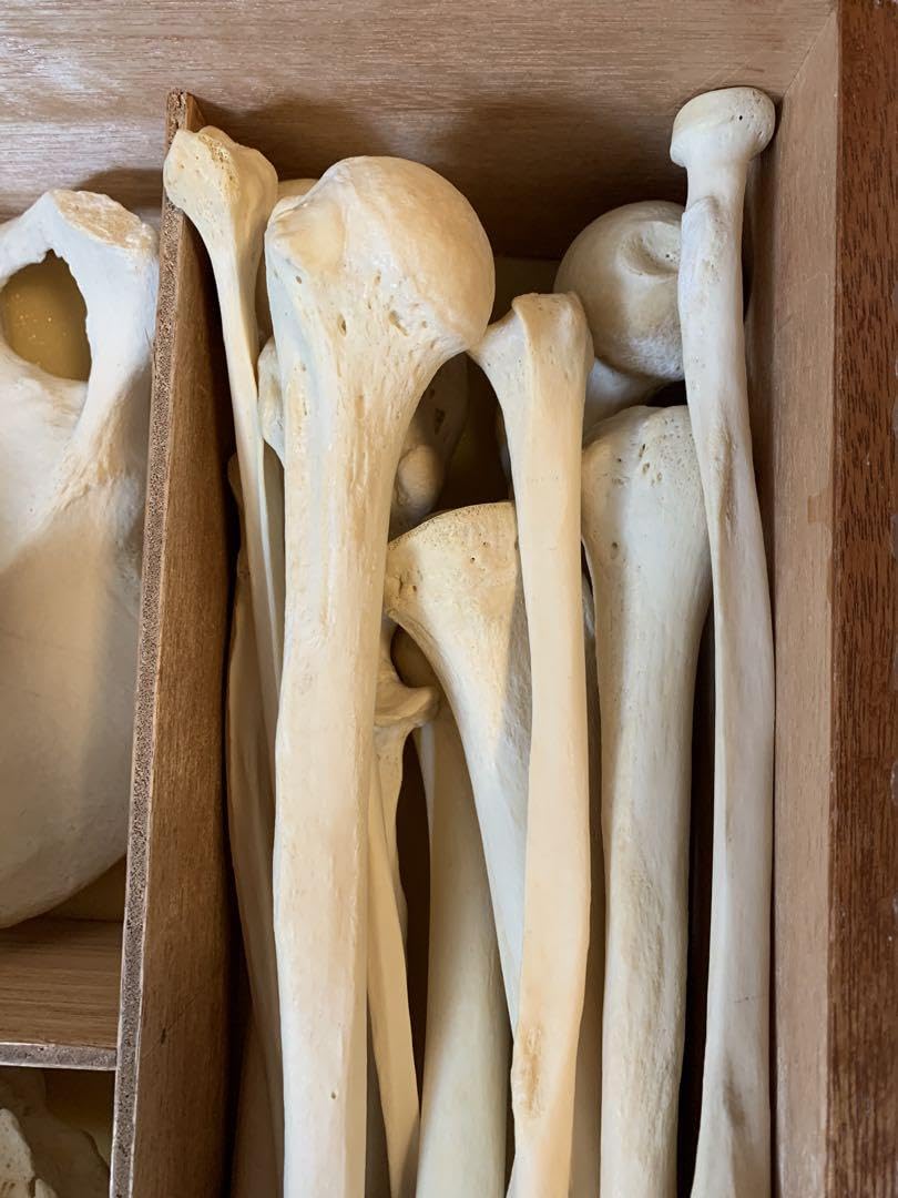 頭蓋骨　模型　骨格　標本　人体　カパラ　クマントーン　プラクルアン　呪物　魔術 頭蓋骨 模型 骨格 標本 人体 カパラ クマントーン プラクルアン