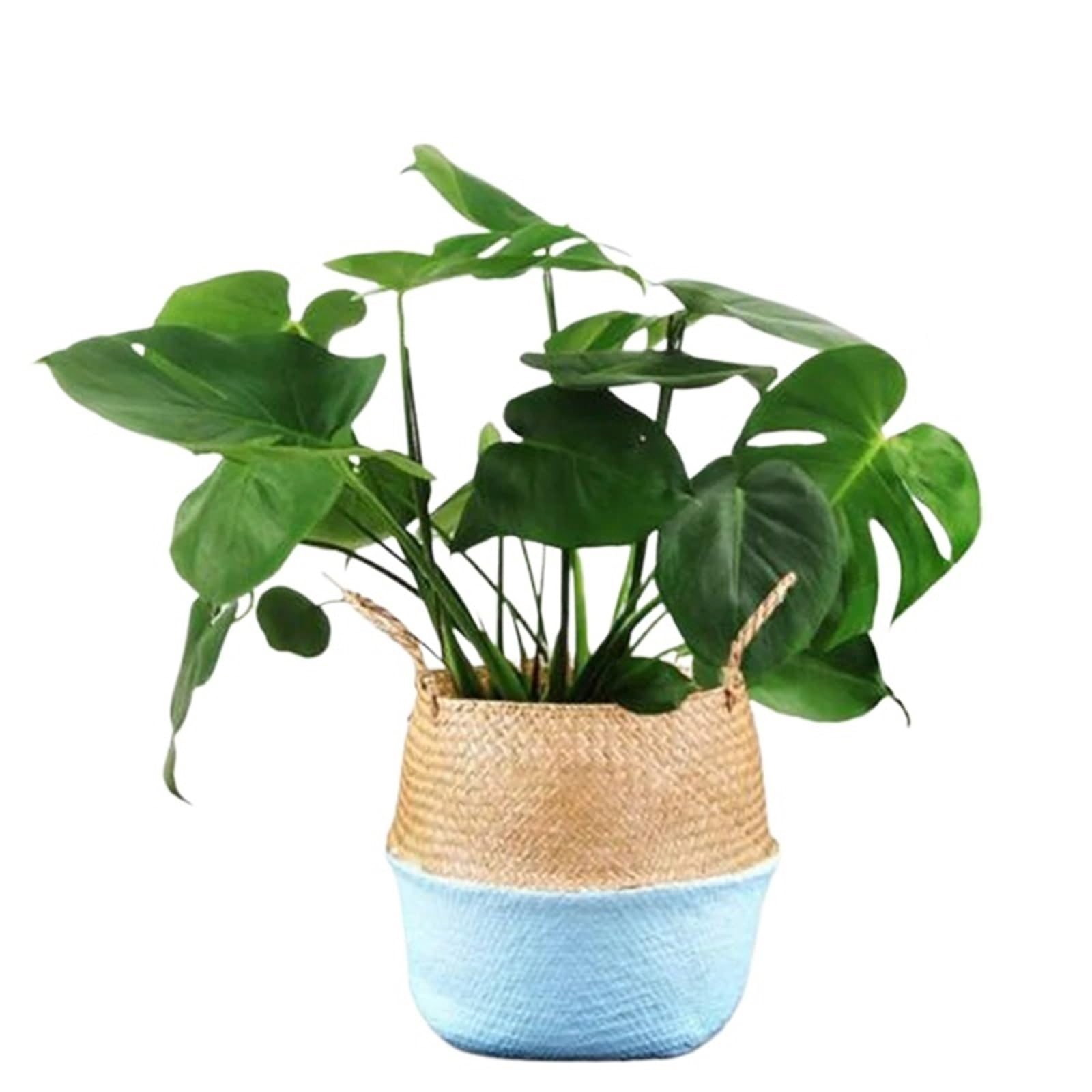 JFNKLFG Woven Plant Pot 3PCS Foldable Storage Baskets Wicker Rattan Laundry Straw Patchwork Flower Pot Seagrass Belly Garden Planter Basket(Blue)