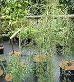 Caragana arborescens - Gemeiner Erbsenstrauch -...