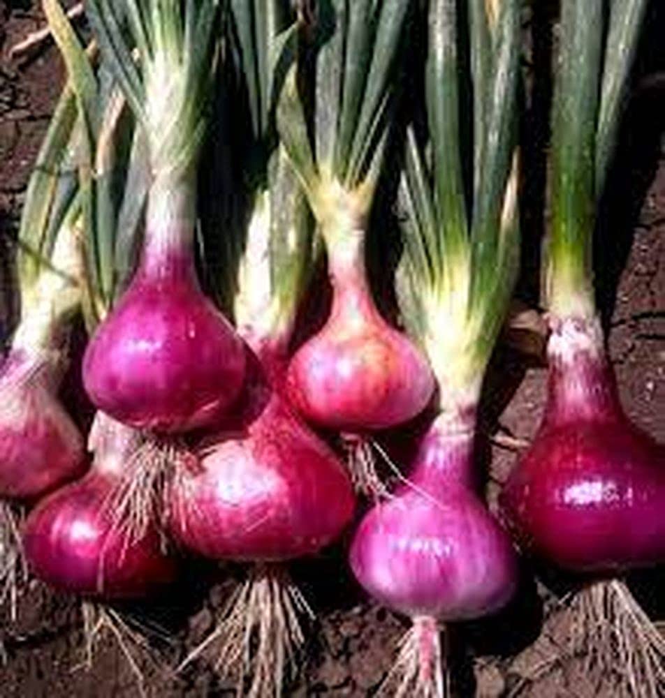 PLANTOGALLERY Onion Organic F1 Hybrid Seeds (B09B2M11WH) Amazon Price History, Amazon Price Tracker
