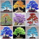 PERZOE 30 piezas de plantas de semillas de árboles de arce, decoración de bonsái de jardín casero fácil de cultivar de Color brillante Azul claro Semillas de arce