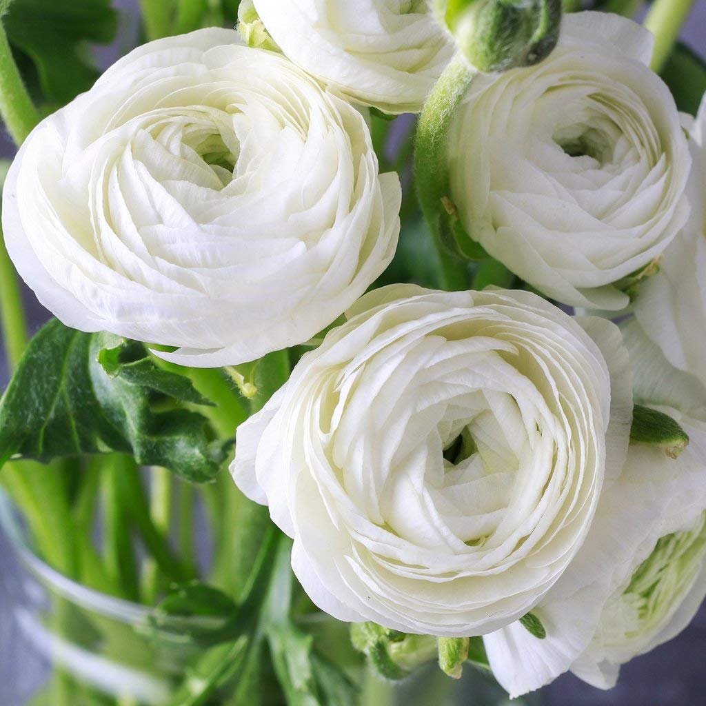 Radha Krishna Agriculture Ranunculus Omega Beautiful White Color Flowers Pack of 15 Bulbs for Your Garden.