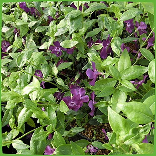 Vinca minor 'Atropurpurea' - Rotes Immergrün 'Atropurpurea' - Bodendecker mit dunkel-kaminroten Blüten: unverwüstlich, winterhart - 1 Pflanze im Topf von Garten Schlüter - Pflanzen in Top Qualität