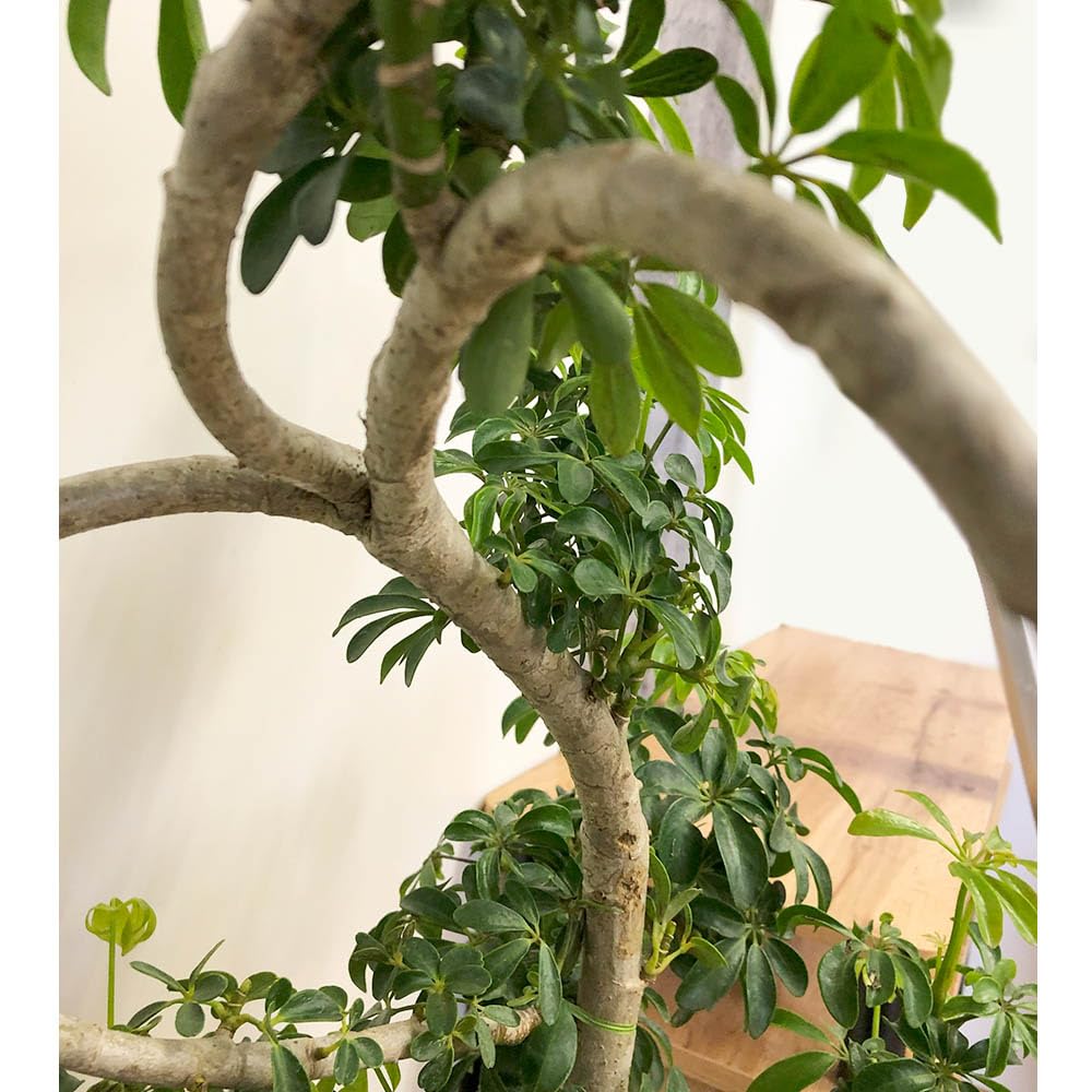 Amazon | 観葉植物 シェフレラ ホンコンカポック グリーン 曲がり 8号