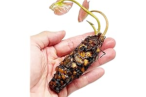 Yellow Nymphaea Inner Light Live Aquarium Plant for Sale | Hardy Water...