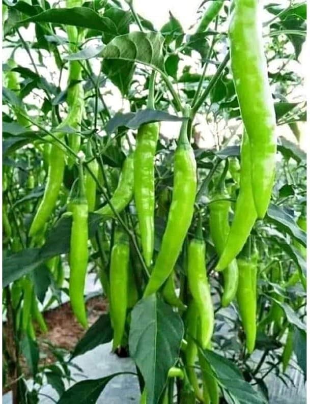 25 Seeds/Indian Hybrid, HOT Chilli Seeds for Home Garden, High Yield Green Long Variety