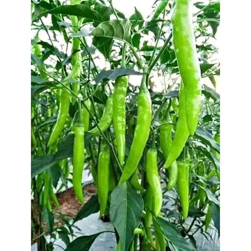 Indian Hybrid Hot Chilli Seeds
