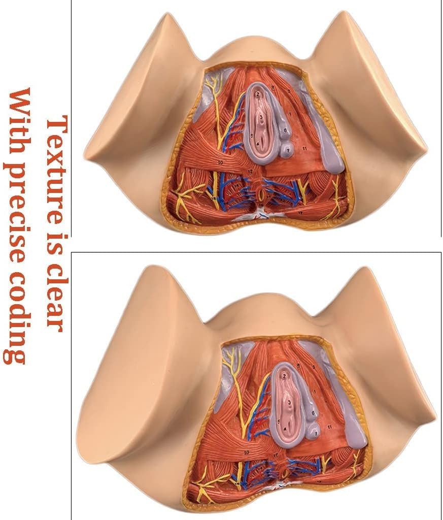 1 szt. Model anatomiczny kobiecego krocza w naturalnej wielkości – kolorowa pomoc dydaktyczna do nauki anatomii ginekologicznej w placówkach opieki zdrowotnej