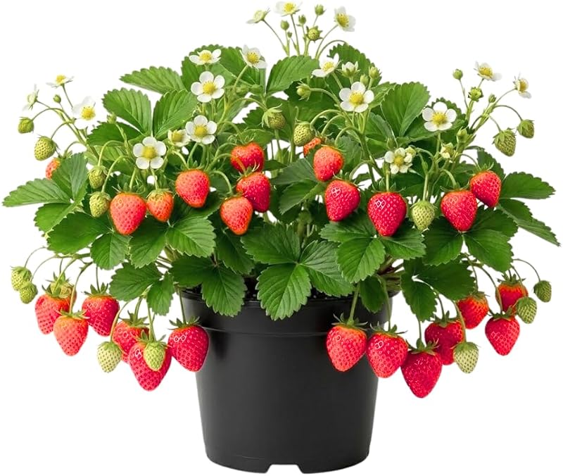 Planta viva de fresa roja, planta de bayas, 2-3 pulgadas de alto, maceta de 3 pulgadas | Camas elevadas, contenedores para patio, plantas bien enraizadas, cestas colgantes, regresan anualmente, de rápido crecimiento, fáciles de cultivar, a pleno sol