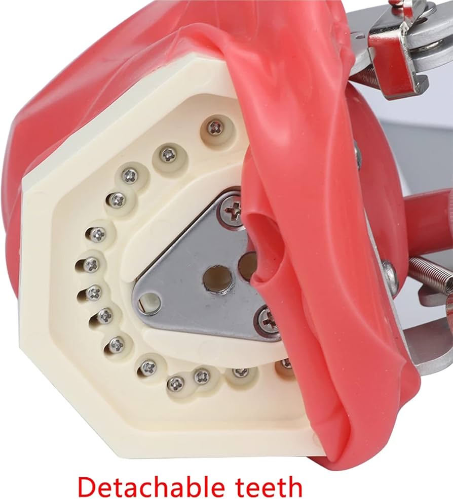 Amazon.co.jp: 歯科用マネキン シミュレーター ファントム ヘッド歯科