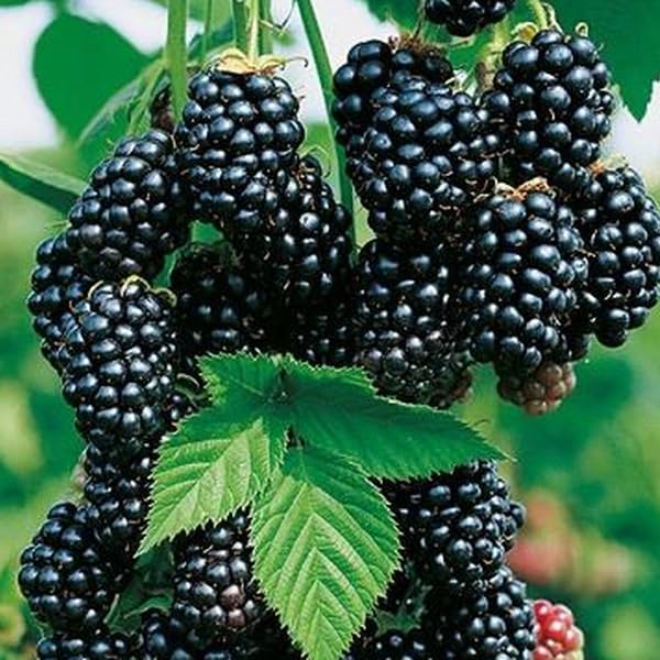 Black Satin BlackBerry -Rubus fruticosus - thornless BlackBerry cultivar in 13 cm Pot - 45cm Height - Tasty Berries - 100% organically Grown Fruit