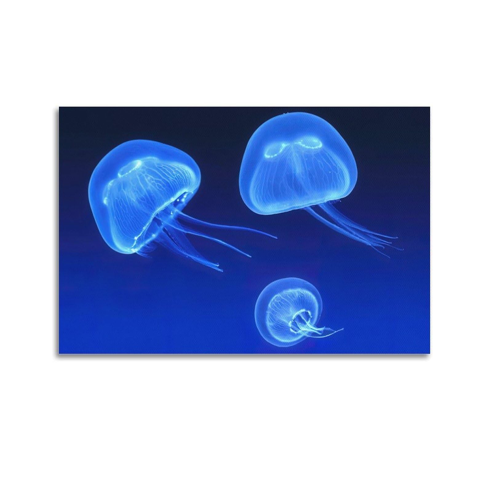 MJZLQN Marine Animal Poster Beautiful Bluefire Jellyfish Poster Decorative Painting Canvas Wall Posters And Art Picture Print Modern Family Bedroom Decor Posters 20x30inch(50x75cm)